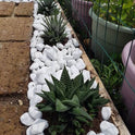 Premium Ultra White Pebbles 20kg | Decorative Garden Stones | Landscaping Rocks