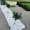 Premium Ultra White Pebbles 20kg | Decorative Garden Stones | Landscaping Rocks